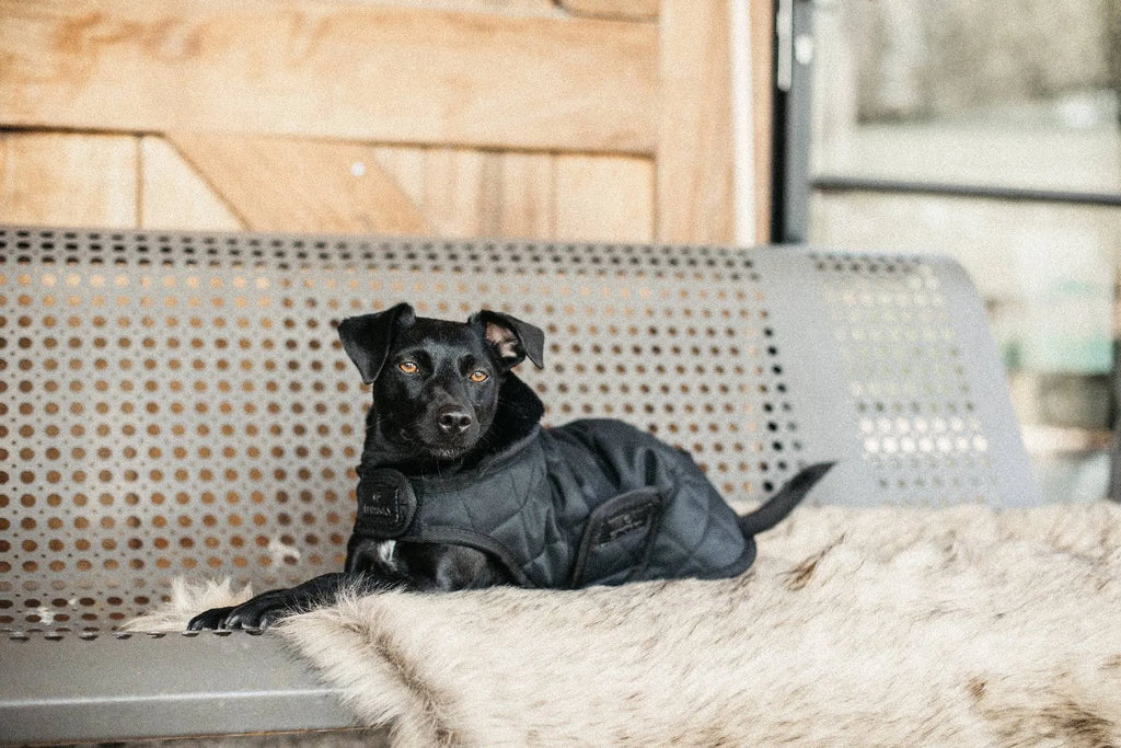 Dog Coat V802746
