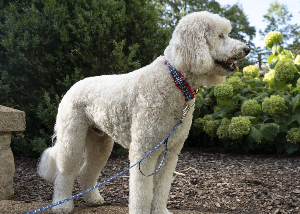 Nylon Martingale Adjustable Dog Collar, 1 1/2 inch, Large C5226
