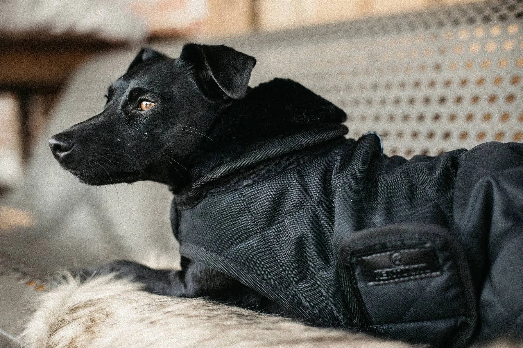 Dog Coat V802746