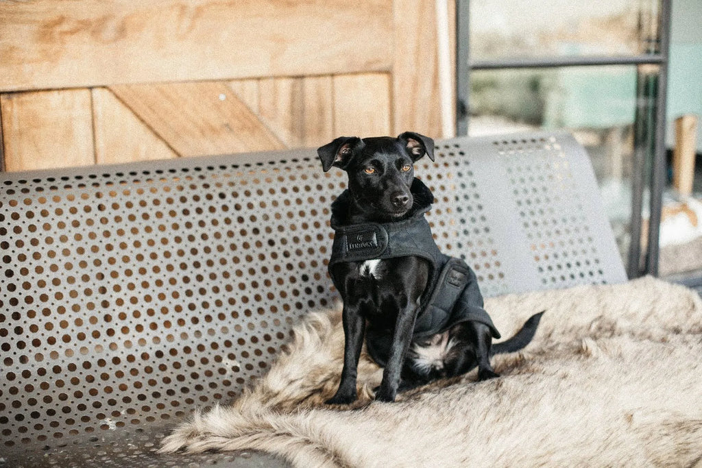 Dog Coat V802746