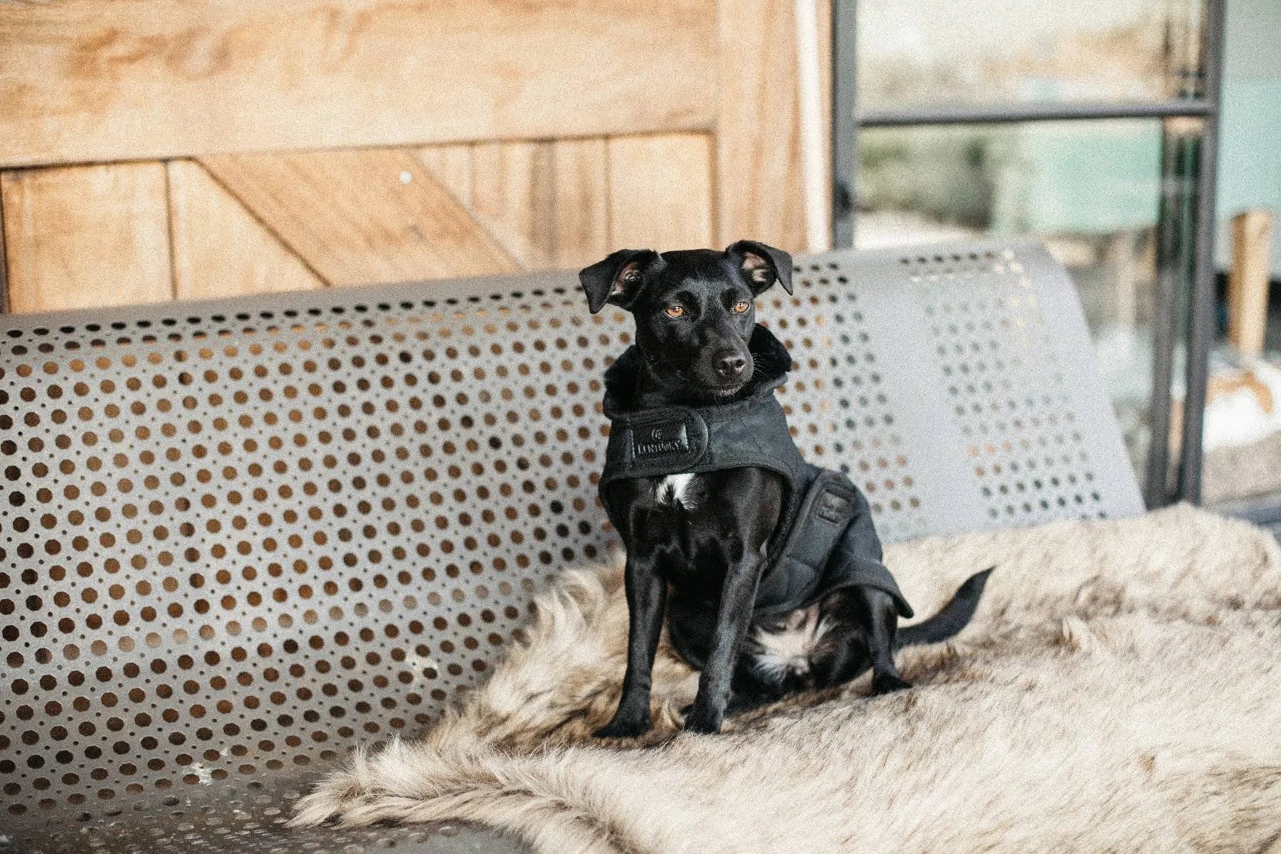 Dog Coat V802746