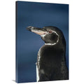 Galapagos Penguin Art Print B955