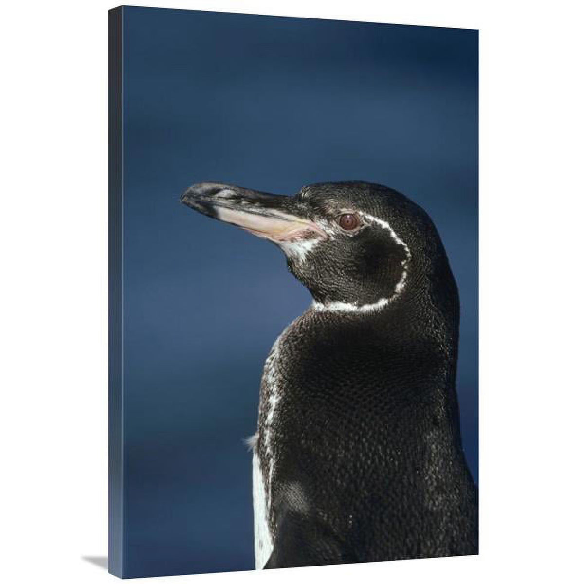 Galapagos Penguin Art Print B955